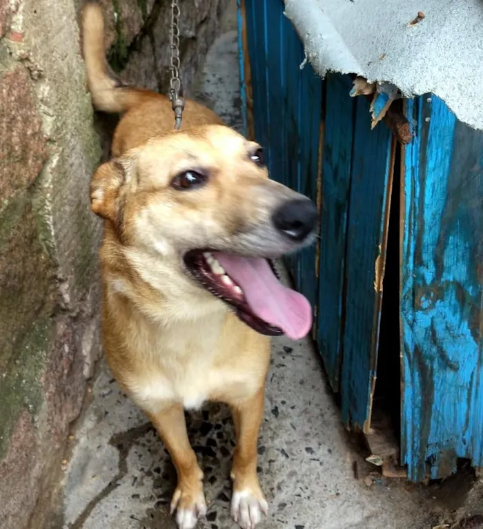 Cachorro ra a SRD-ViraLata idade 1 ano nome Nilay