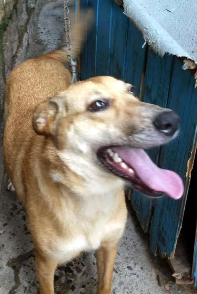 Cachorro ra a SRD-ViraLata idade 1 ano nome Nilay