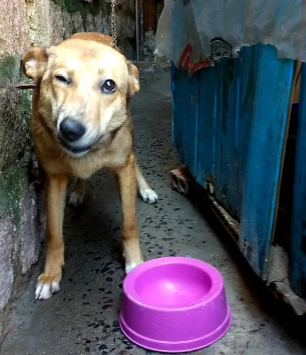 Cachorro ra a SRD-ViraLata idade 1 ano nome Nilay