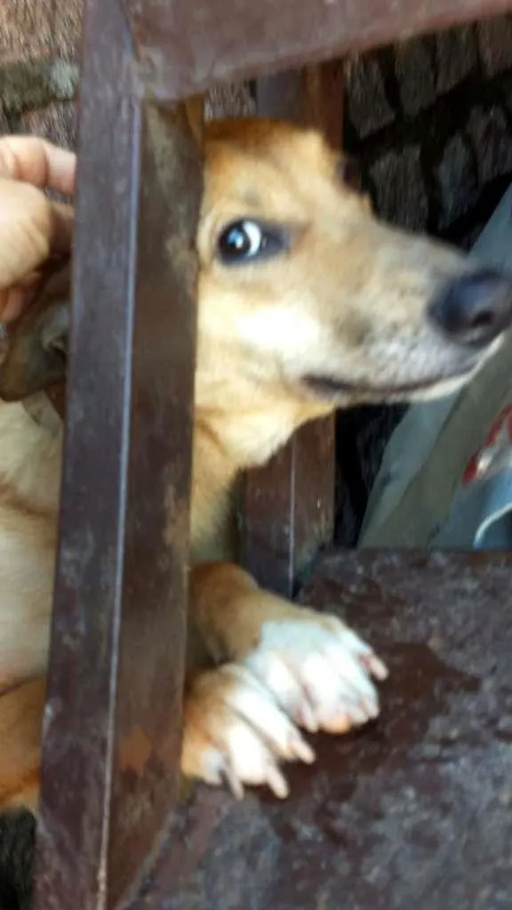 Cachorro ra a SRD-ViraLata idade 1 ano nome Nilay
