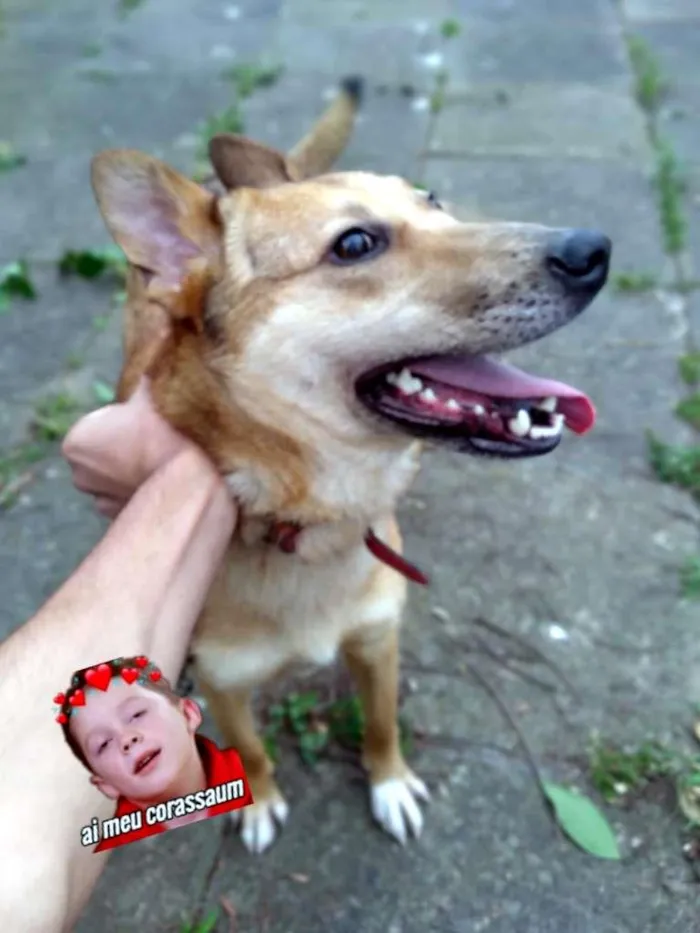 Cachorro ra a SRD-ViraLata idade 1 ano nome Nilay