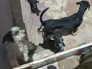 Cachorro raça Vira-latas,e raça  idade 4 anos nome Neguinha,diana.