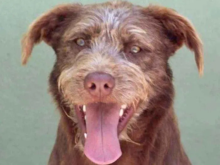 Cachorro raça  idade 2 anos nome NESCAU