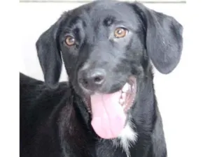 Cachorro raça  idade 2 anos nome MARIA