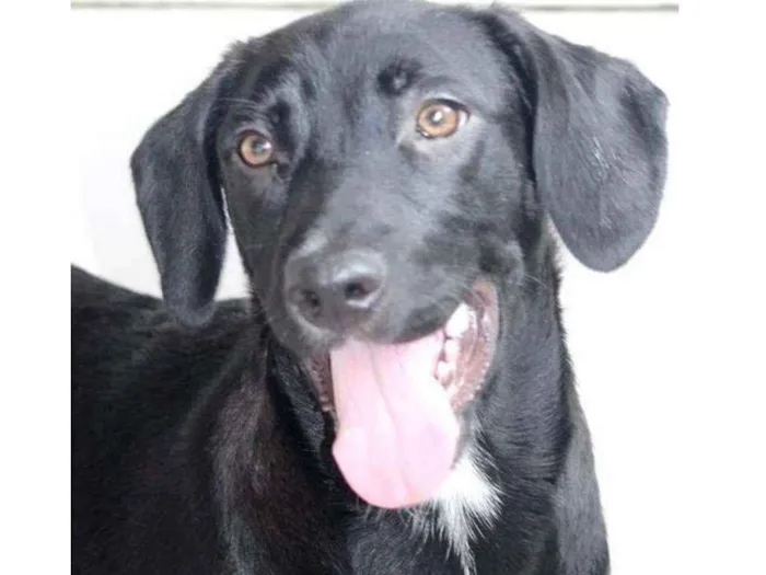 Cachorro raça  idade 2 anos nome MARIA