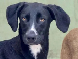 Cachorro raça  idade 2 anos nome AMORA