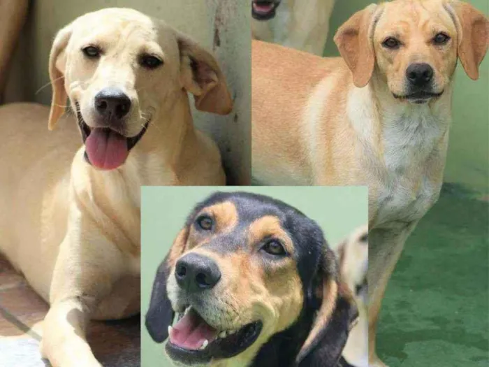 Cachorro raça  idade 5 anos nome FRIDA, HANNA E JIMMY