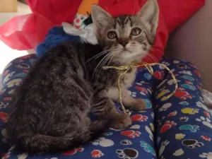 Gato raça SRD-ViraLata idade Abaixo de 2 meses nome LYA