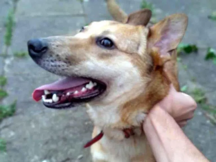 Cachorro ra a SRD-ViraLata idade 1 ano nome Nilay