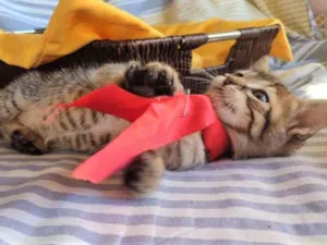 Gato raça SRD-ViraLata idade Abaixo de 2 meses nome HANS