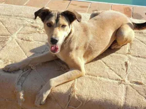 Cachorro raça Indefinida idade 5 anos nome Nina