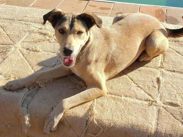 Cachorro ra a Indefinida idade 5 anos nome Nina