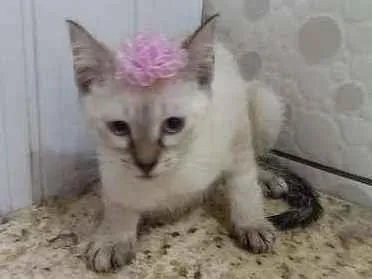 Gato raça SRD  idade 2 a 6 meses nome Dory 