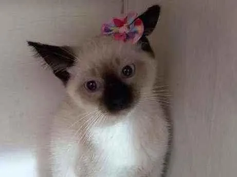 Gato raça SRD  idade 2 a 6 meses nome Zara 