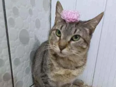 Gato raça SRD  idade 1 ano nome Manu 