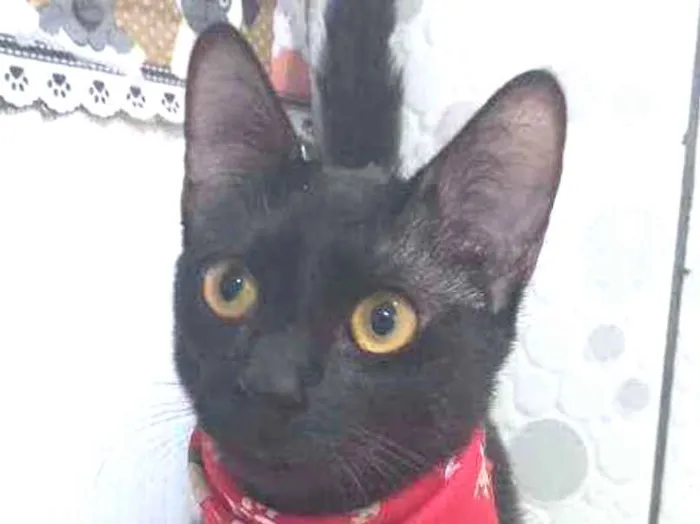 Gato raça SRD  idade 1 ano nome Zack 