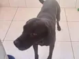 Thor Labmix 