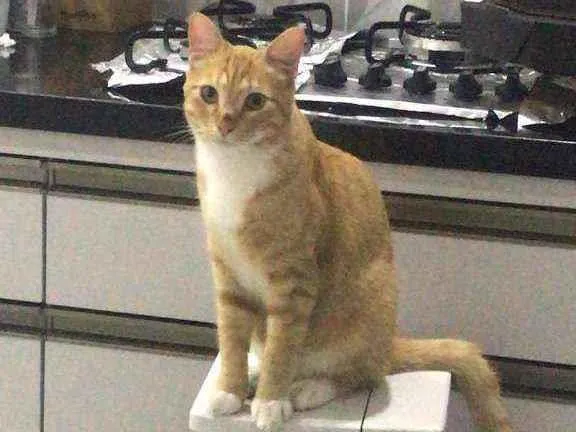 Gato ra a Sem raça definida idade 1 ano nome Oliver