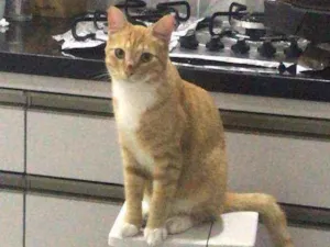 Gato raça Sem raça definida idade 1 ano nome Oliver