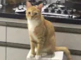 Oliver