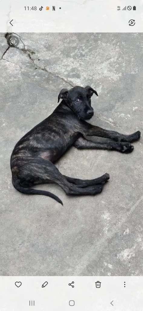 Cachorro ra a SRD-ViraLata idade 2 a 6 meses nome FILHOTE