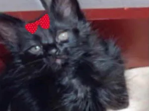 Gato raça Angora  idade 2 a 6 meses nome Sofia 