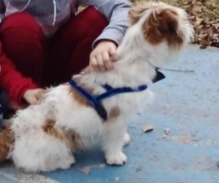 Cachorro ra a Shitzu com vira lata idade 7 a 11 meses nome TOM