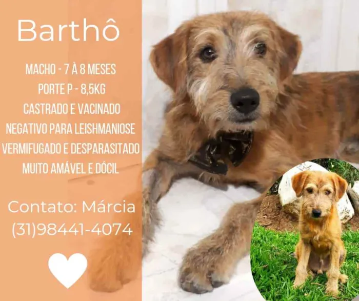 Cachorro raça Srd idade 7 a 11 meses nome Barthô 