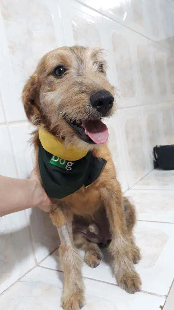 Cachorro raça Srd idade 7 a 11 meses nome Barthô 