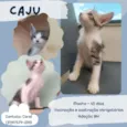 Caju