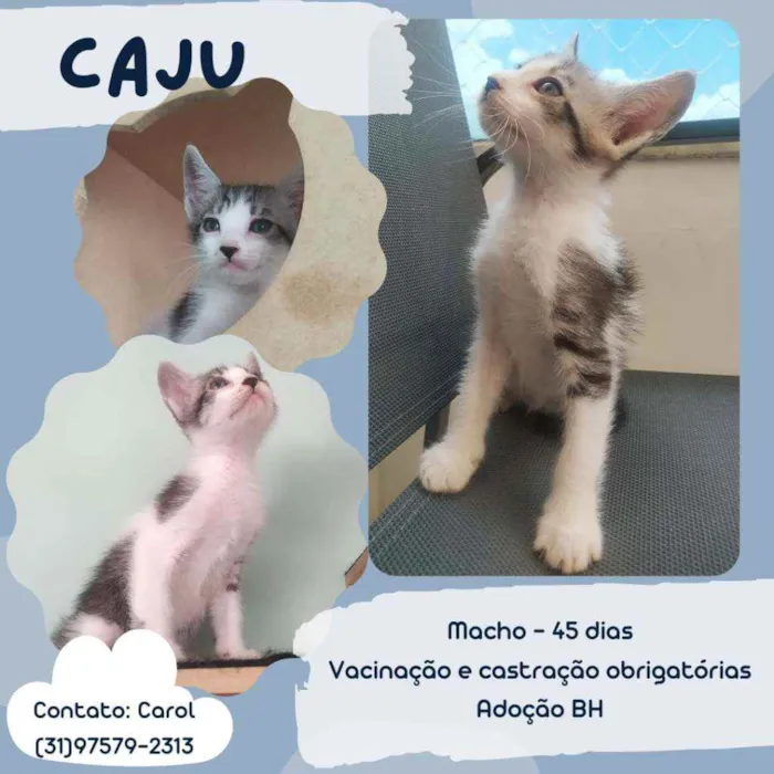 Gato raça Srd idade Abaixo de 2 meses nome Caju