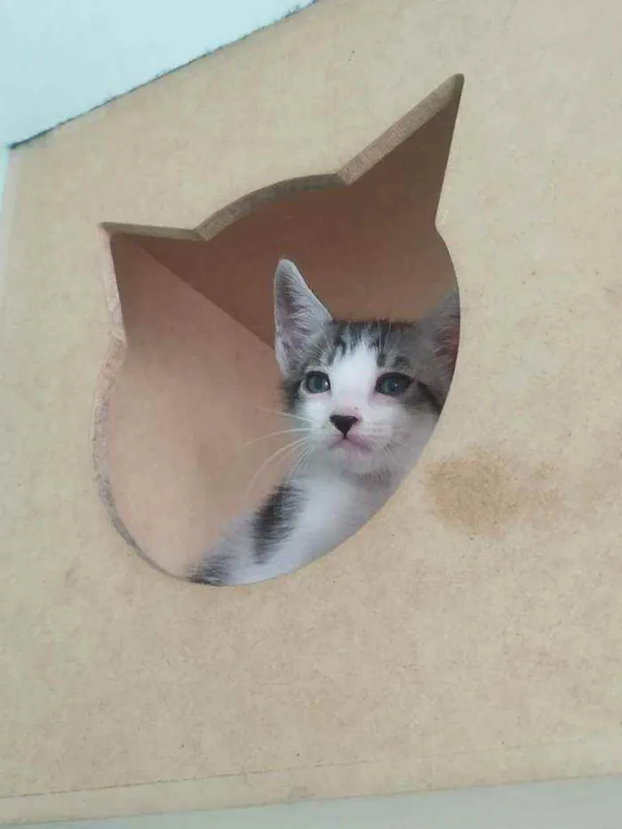 Gato raça Srd idade Abaixo de 2 meses nome Caju
