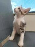 Caju