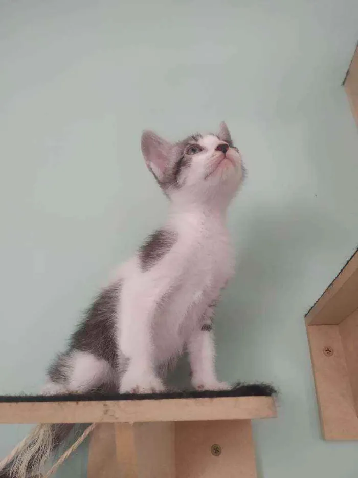 Gato raça Srd idade Abaixo de 2 meses nome Caju