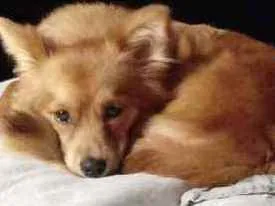 Cachorro raça Spitz alemão mistura idade 1 ano nome Malu