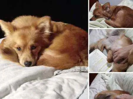 Cachorro ra a Spitz alemão mistura idade 1 ano nome Malu
