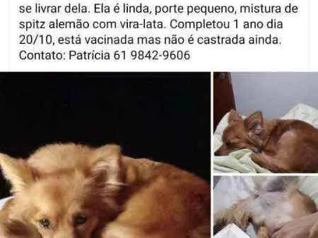 Cachorro ra a Spitz alemão mistura idade 1 ano nome Malu
