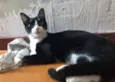 Margô