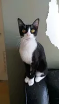 Margô