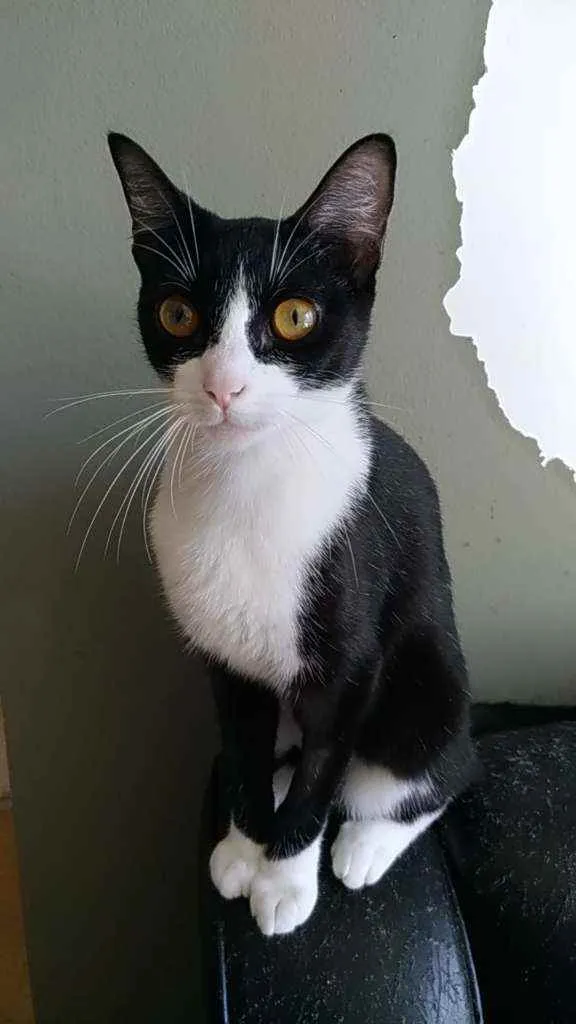 Gato ra a Srd idade 7 a 11 meses nome Margô