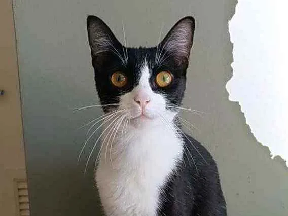 Gato ra a Srd idade 7 a 11 meses nome Margô