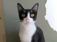 Margô