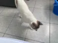 Gato raça Srd idade 7 a 11 meses nome Branquinho