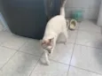Gato raça Srd idade 7 a 11 meses nome Branquinho