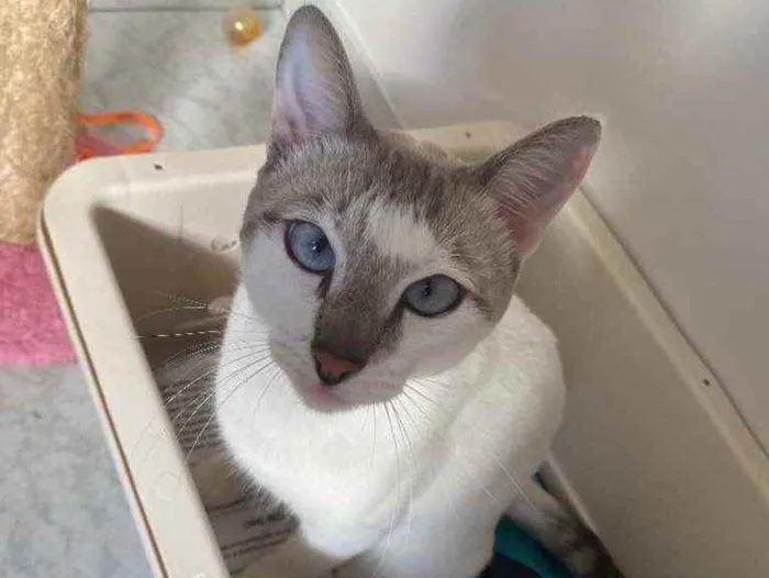 Gato raça Srd idade 7 a 11 meses nome Branquinho