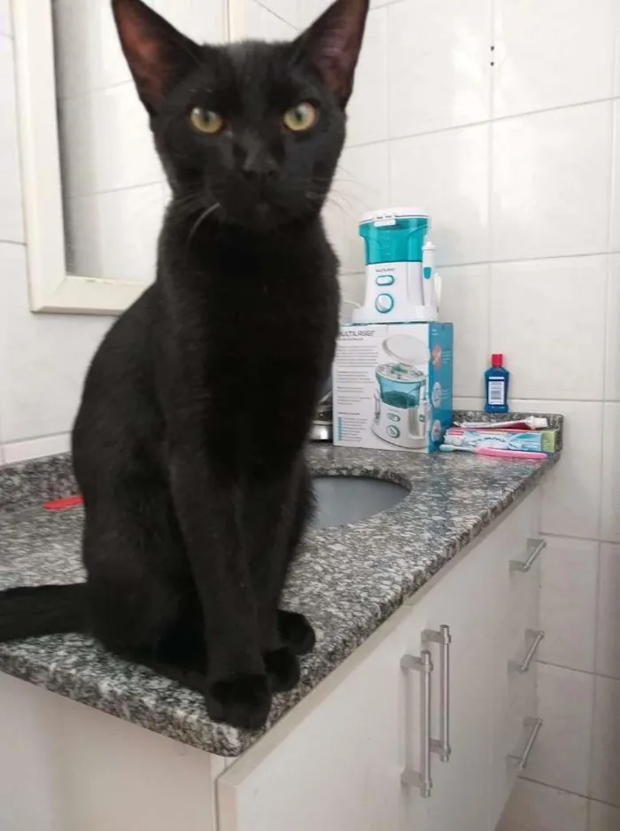 Gato ra a vira lata idade 2 anos nome p.p