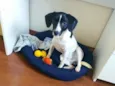 Cachorro raça SRD-ViraLata idade 2 a 6 meses nome Zoe