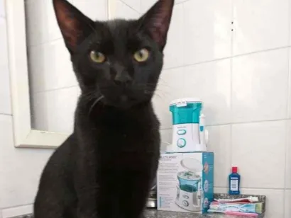 Gato raça vira lata idade 2 anos nome p.p