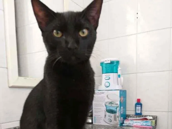 Gato ra a vira lata idade 2 anos nome p.p