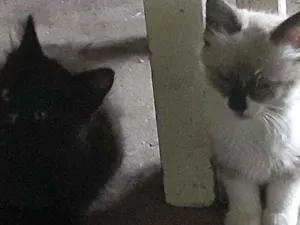 Gato raça Seameses idade 2 a 6 meses nome Lili-mimi-teca